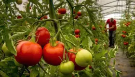 Inconforman trabas a tomate mexicano