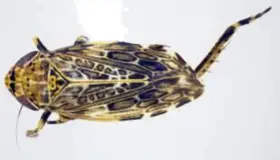 Detectan plaga en Aduana de Nogales