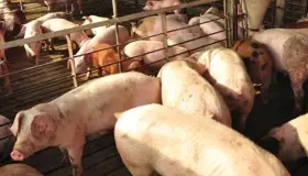 Lidera Sonora la porcicultura