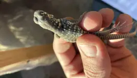 Reubican dos Iguanas del Desierto