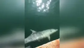 Captan delfines en canales de Venecia; cuarentena ha limpiado el agua