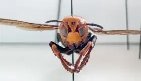 Alarma presencia de “avispón asesino”