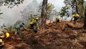 Reportan 50 incendios activos en 12 entidades del país