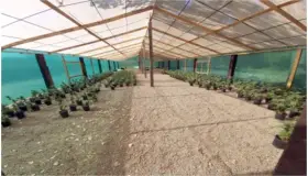 Localiza Ejército Mexicano plantíos de marihuana