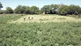 Incineran plantío de Amapola en Trincheras