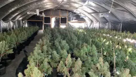 Desmantelan red criminal china