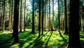 Afectarán recortes de la Federación