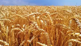 Persiste desatención al agro mexicano