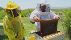 Exigen apicultores mejorar los apoyos