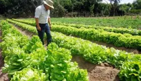 Requiere agro mexicano de mejores estrategias