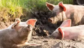 &#039;G4&#039;, un nuevo virus de gripe porcina con potencial de pandemia