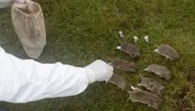 En alerta China por caso de peste bubónica 