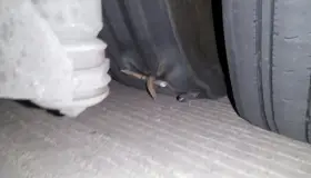 Denuncian despojos en carretera a Altar