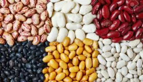 Desarrolla México variedad de frijol