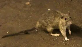 OMS: Peste bubónica no representa una amenaza grave