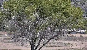 Presentarán a Cabildo Reglamento del Arbol