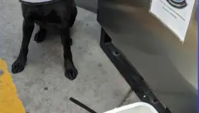 Detecta K-9 carne de cerdo en garita