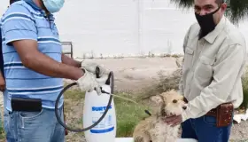Celebran Día Internacional del Perro
