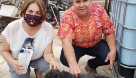 Realizan campaña para prevención de Ricketsia