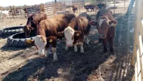 Logran ganaderos exportación récord