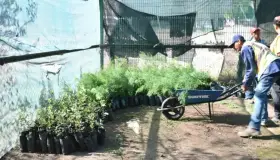 Entregan 270 árboles frutales