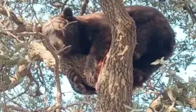 Salvan oso adulto cerca de Agua Prieta