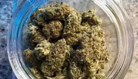 Analizan legalización de marihuana