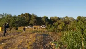 Destruyen plantío de marihuana en Magdalena