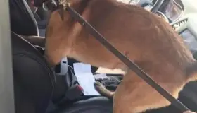 Decomisan más de mil cartuchos útiles