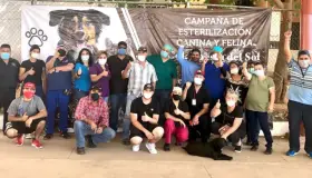 Continúan campañas de esterilización