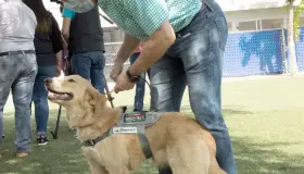 Detectan agentes caninos Covid-19