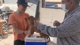 Anuncian campaña de vacunación y esterilización en colonias