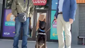 Inician pruebas Covid-19 a través de agentes caninos