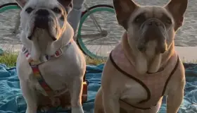 Lady Gaga recupera sanos y salvos los dos perros que le robaron