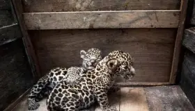 Huérfanas y deshidratadas así estaban jaguares, hoy corren libres en la selva
