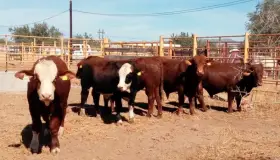 Sonora, líder en sanidad animal