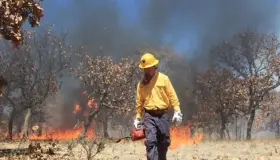 Suma Sonora cuatro incendios forestales