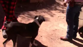 Surge primer caso de ricketssia en Nogales