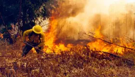 Registran primer incendio forestal