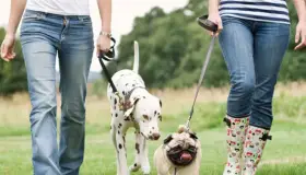 Tendrán aquí, Semana Cultural de la Mascota