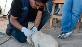 Mantiene Sonora sin casos de rabia humana