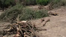 Detienen devastación de árboles en la ciudad