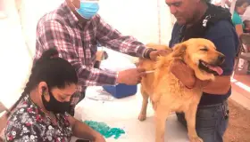 Intensifican trabajos de vacunación de perros