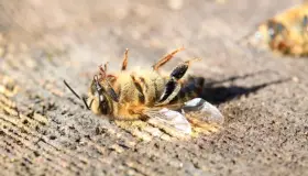 AFECTA GRAVE SEQUÍA A LAS ABEJAS