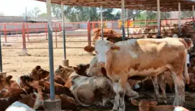 Impulsan programa para atender sequía