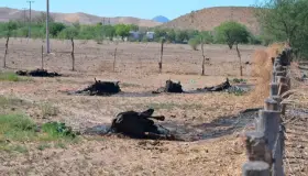 Padecen ganaderos crisis de muertes por sequía