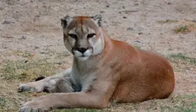 Con aforo permitido, CES ya está abierto a visitantes