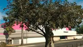 Buscan ambientalistas rescatar árbol ubicado en el Luis Encinas