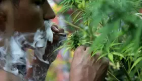 SCJN resuelve a favor el uso lúdico de la mariguana