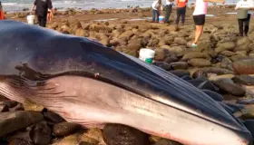Salvan a ballena varada